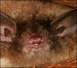 bat-control