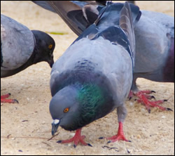 bird-removal