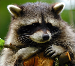 raccoon-control