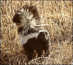 skunk-control