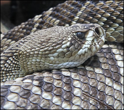 snake-control