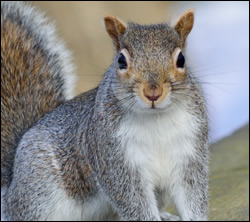 squirrel-control